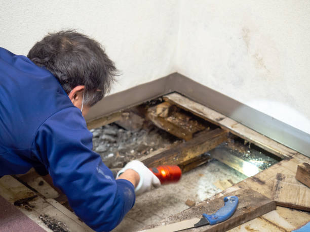 Best Affordable Mold Removal  in Delhi Hills, OH