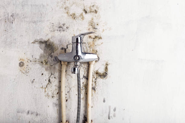 Best Best Mold Removal Companies  in Delhi Hills, OH