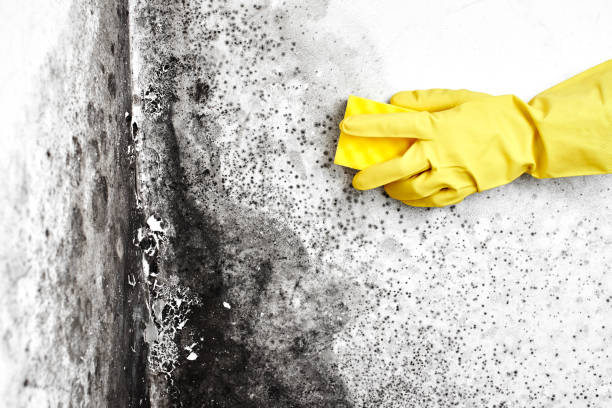 Professional Mold Removal in Delhi Hills, OH