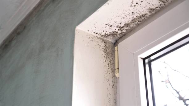 Best Home Mold Removal  in Delhi Hills, OH