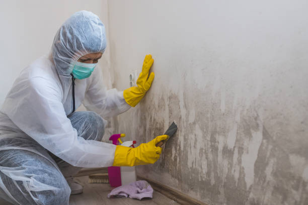 Best Attic Mold Removal  in Delhi Hills, OH