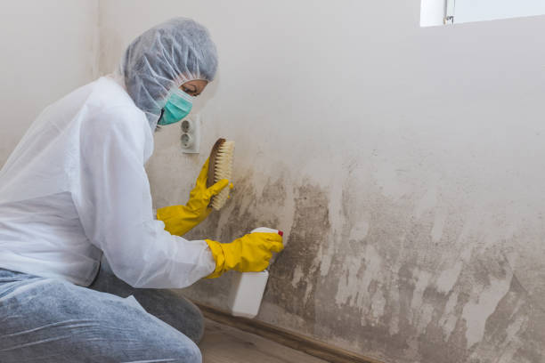 Best Toxic Mold Removal  in Delhi Hills, OH