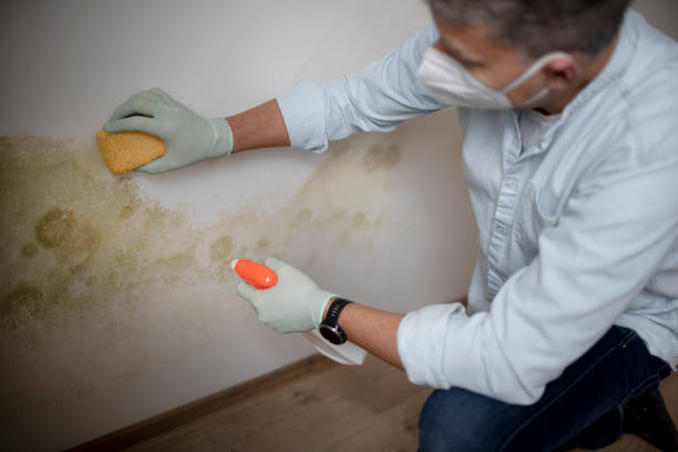 Best Certified Mold Removal  in Delhi Hills, OH