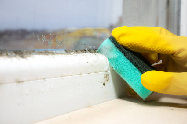 Best Mold Damage Repair  in Delhi Hills, OH