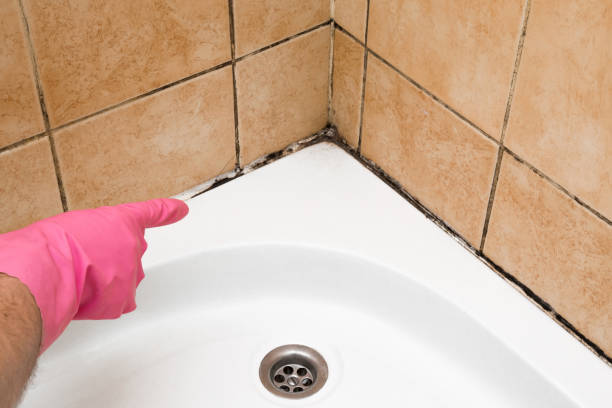 Best Emergency Mold Removal  in Delhi Hills, OH